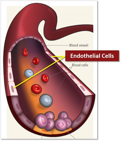 Endothelial 20Cells