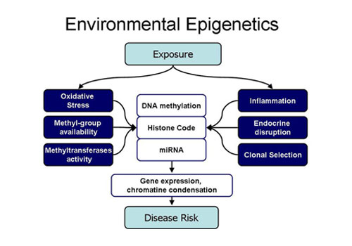epigenetic word graphic