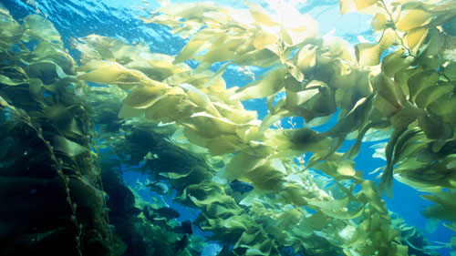 ocean kelp