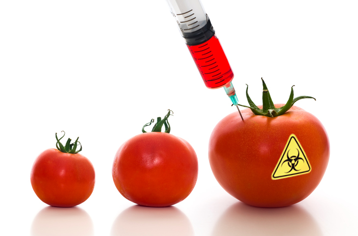 GMO Tomatos