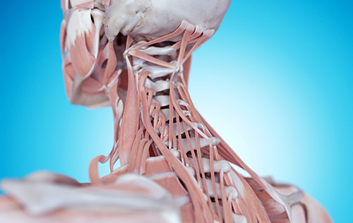 anatomy of the cervical neck muscles