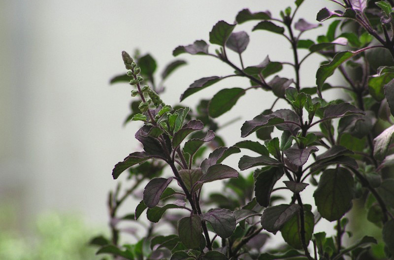 Krishna Tulsi - Health Benefits and Medicinal Uses of Fresh Tulsi Leaves